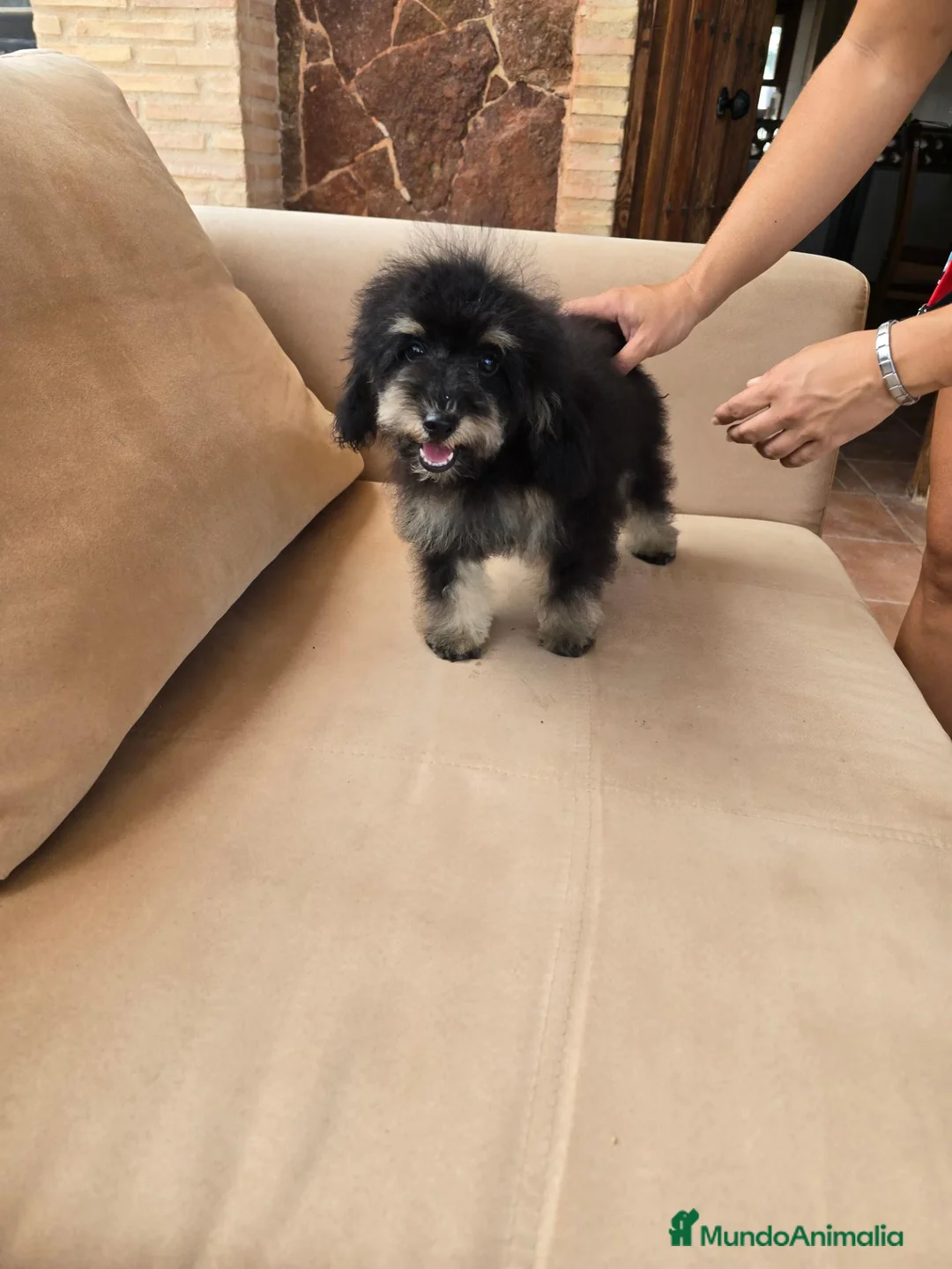 Caniche Toy perros en venta: Caniche toy economico - Anuncio 1
