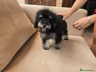Caniche Toy perros Caniche toy economico - Anuncio 2