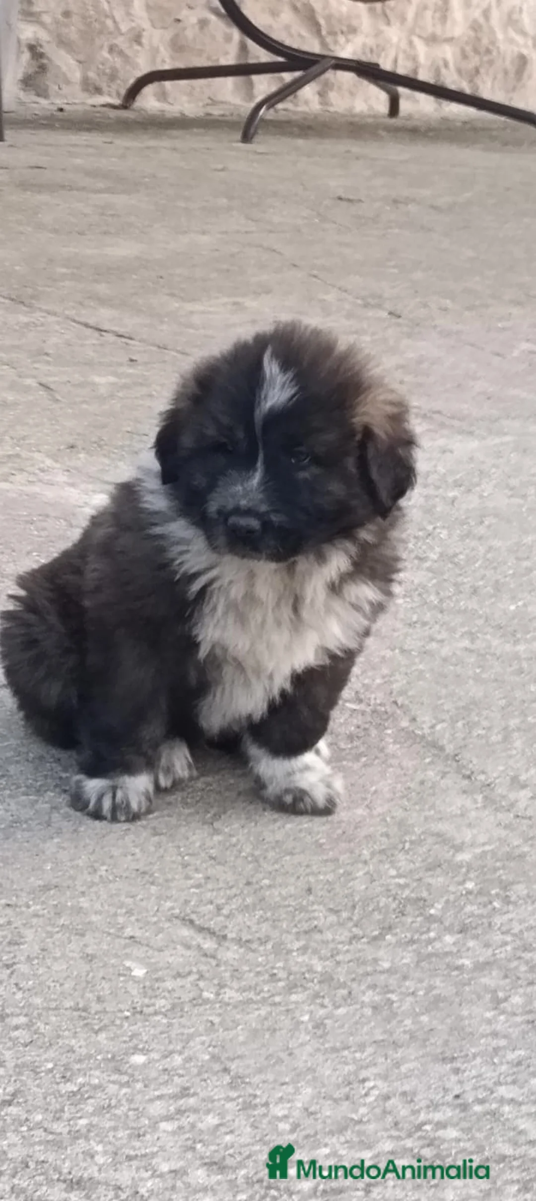 Pastor del Cáucaso perros en venta: Precisos Pastores del Cáucaso  - Anuncio 1