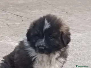 Pastor del Cáucaso perros Precisos Pastores del Cáucaso - Anuncio 1