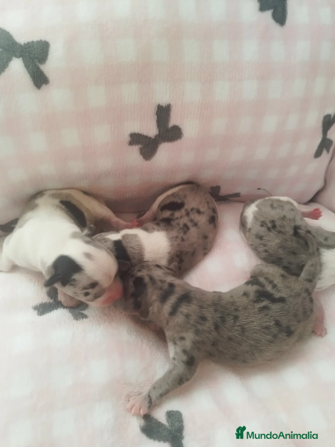 Chihuahua perros en venta: CHIHUAHUAS TOYS MERLE EXCLUSIVOS - Anuncio 6