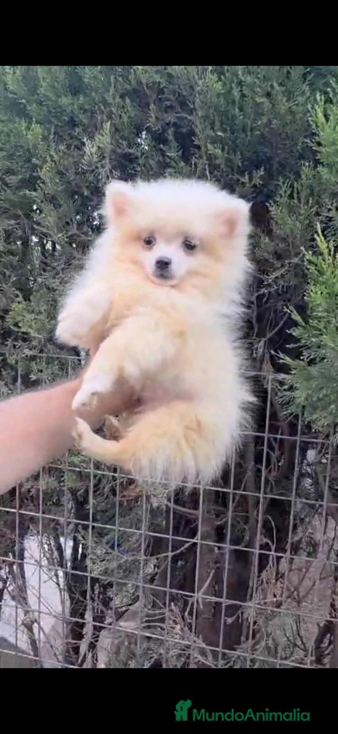 Pomerania perros en venta: Pomerania crema hembra  - Anuncio 2