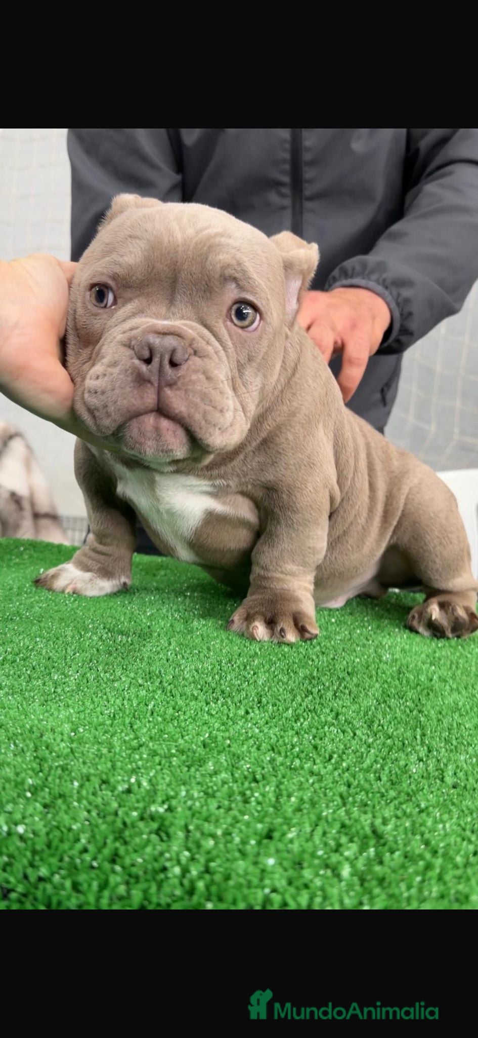 American Bully perros American Bully micro espectacular cachorro lilac - Anuncio 1