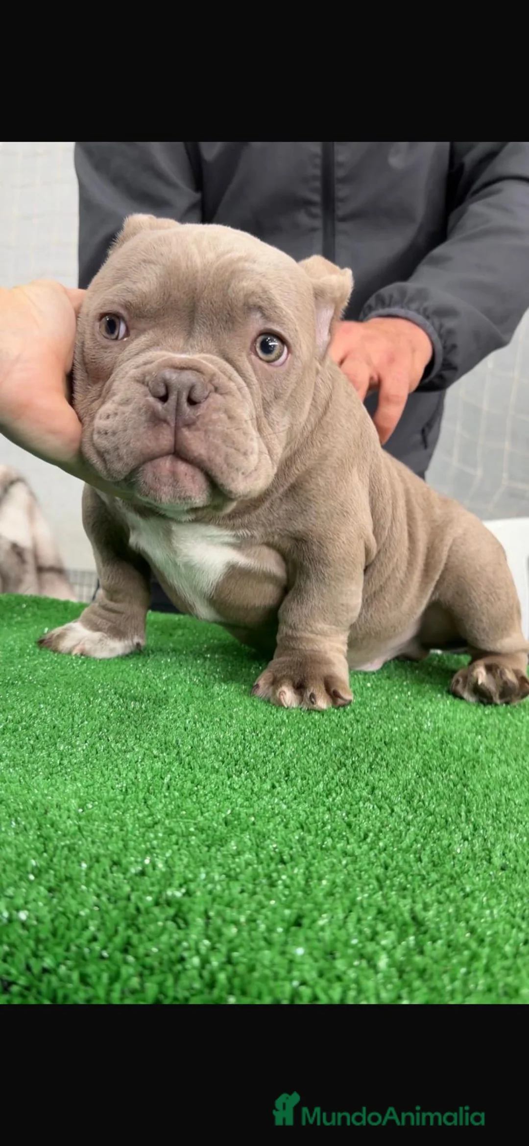 American Bully perros en venta: American Bully micro espectacular cachorro lilac - Anuncio 1