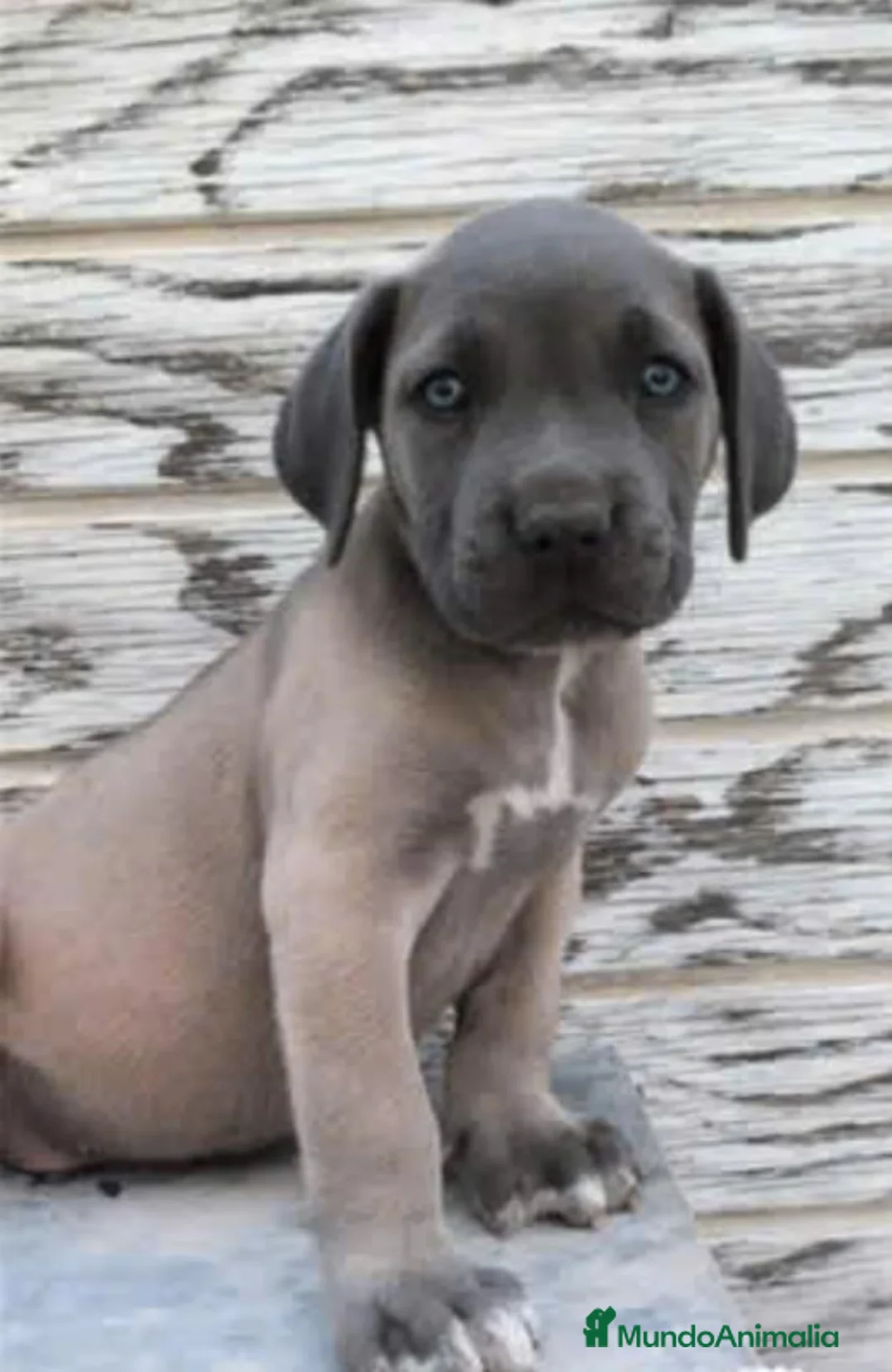 Cane Corso perros en venta: Cane Corso - Anuncio 8