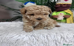 Caniche Toy perros en venta: CANICHE TOY - Anuncio 10