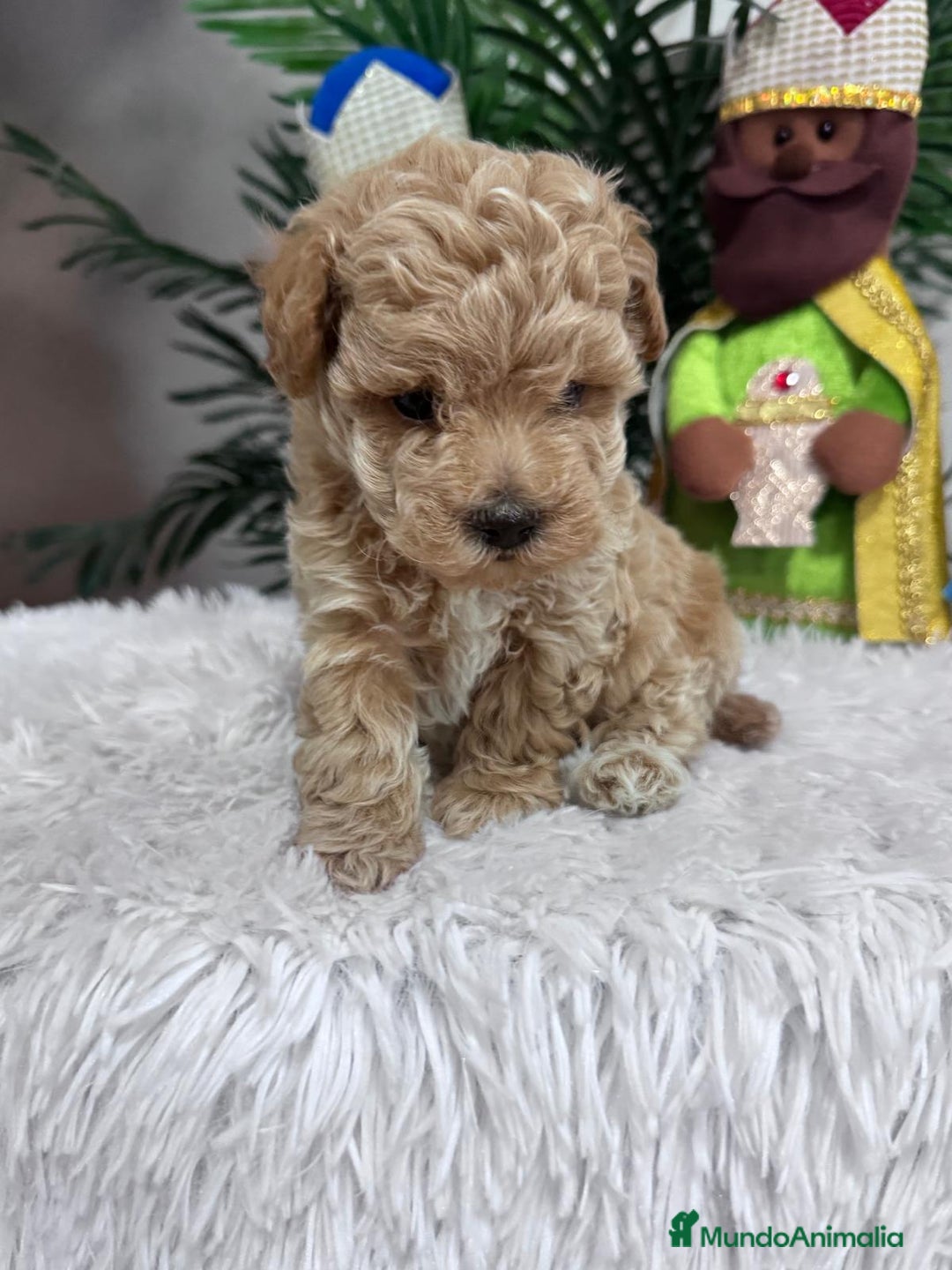 Caniche Toy perros en venta: CANICHE TOY - Anuncio 10