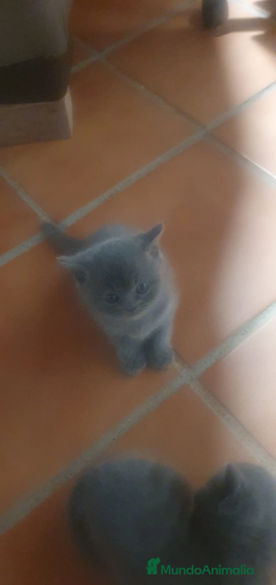 Azul Ruso gatos en venta: Azul ruso hembra y macho  - Anuncio 1