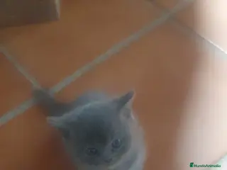 Azul Ruso gatos Azul ruso hembra y macho - Anuncio 4