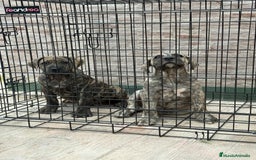 Dogo Canario perros en venta: Cachorras de presa canario  - Imagen 4