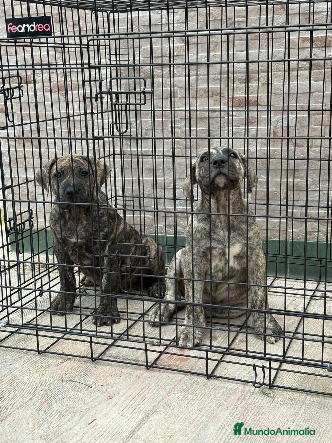 Dogo Canario perros en venta: Cachorras de presa canario  - Imagen 4