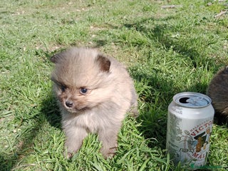 Pomerania perros en Granada - Anuncio 21