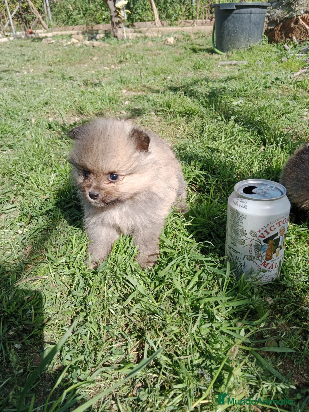 Pomerania perros en venta: Camada de Pomerania Toy  en Granada - Anuncio 1