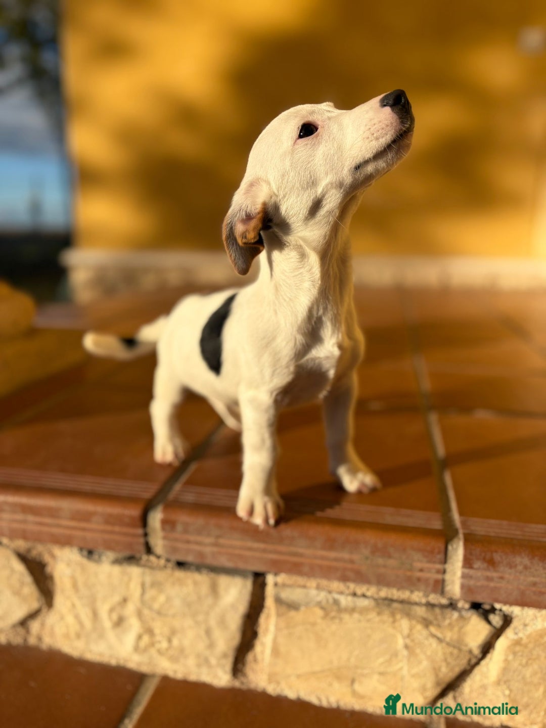 Jack Russell Terrier perros en venta: Cachorros de Jack russell  - Anuncio 28