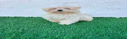 Bichón Maltés perros en venta: Bichon Maltes coreana - Anuncio 16