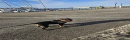 Bulldog Francés perros en adopcion: Bulldog Francés exóticas en adopción en La Coruña - Anuncio 9