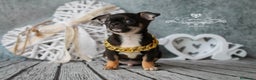 Chihuahua perros en venta: CHIHUAHUA TRICOLOR CABEZA DE MANZANA en Cantabria - Anuncio 4