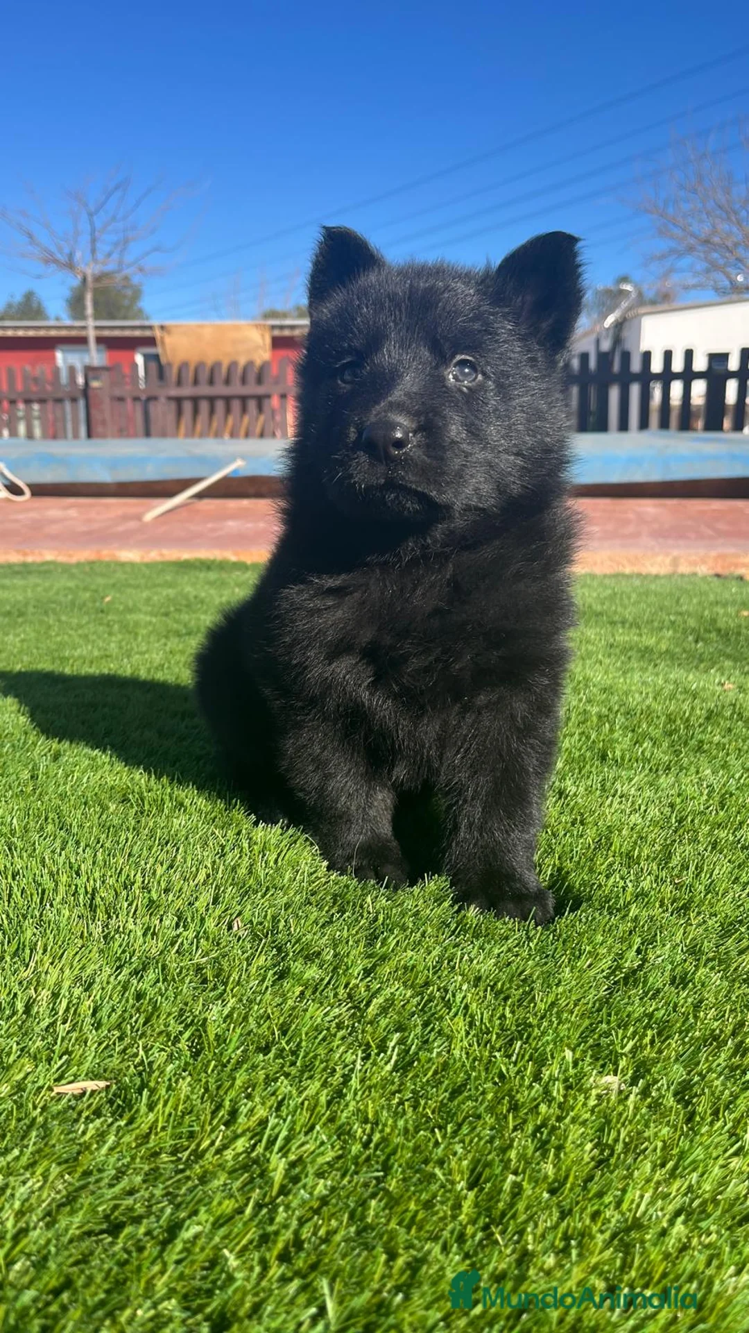 Pastor Alemán perros en venta: Cachorras de trabajo negras en Valencia - Anuncio 1