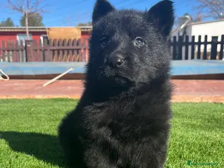 Pastor Alemán perros Cachorras de trabajo negras - Anuncio 4