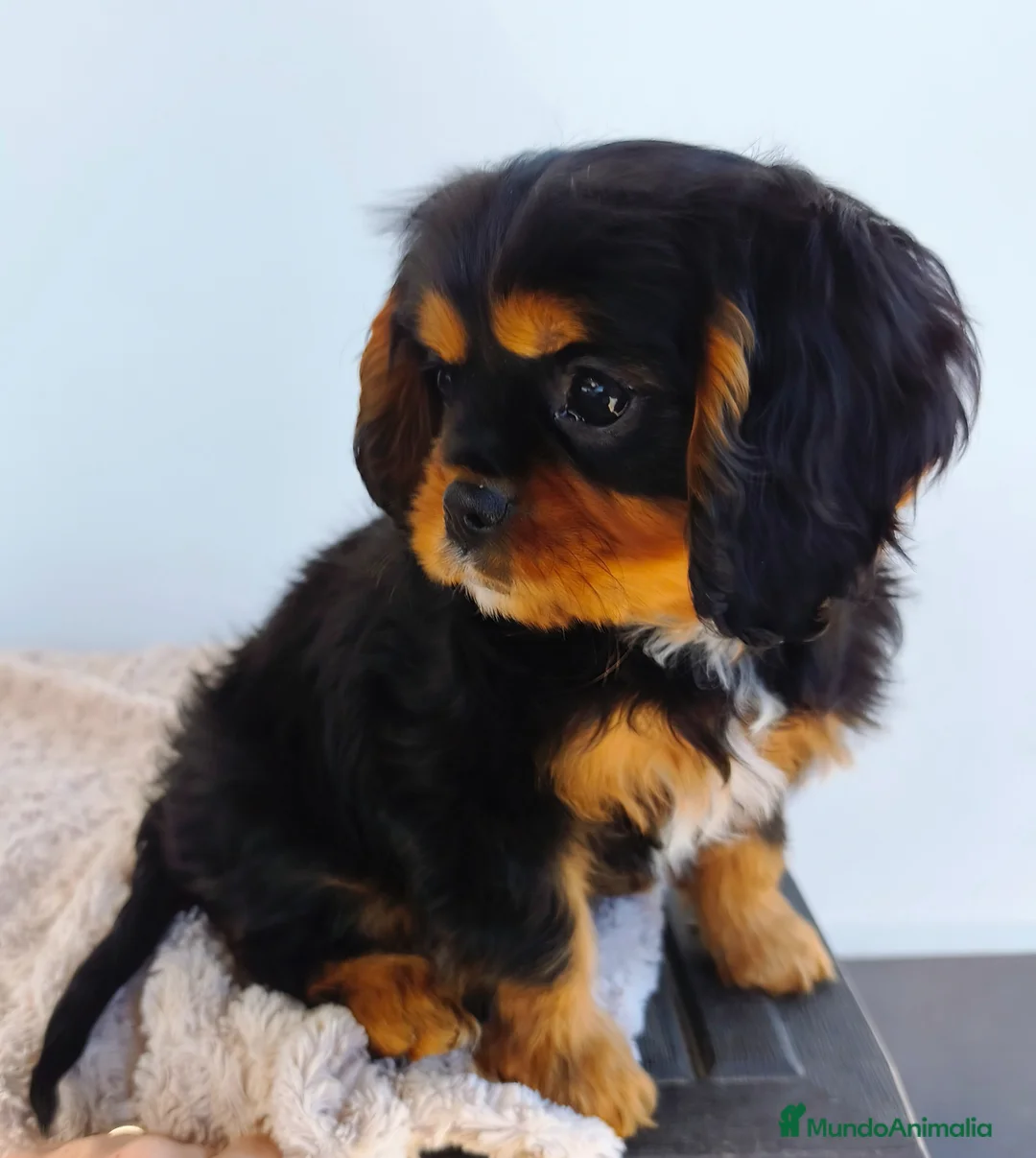 Cavalier King Charles Spaniel perros en venta: Cavalier negro fuego macho - Anuncio 2