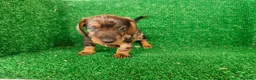 Teckel Miniatura perros en venta: Teckel miniatura  - Anuncio 10