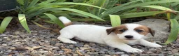 Jack Russell Terrier perros en venta: Jack Russell de pelo duro ( Brush) 🐾🐾🐾 - Anuncio 3