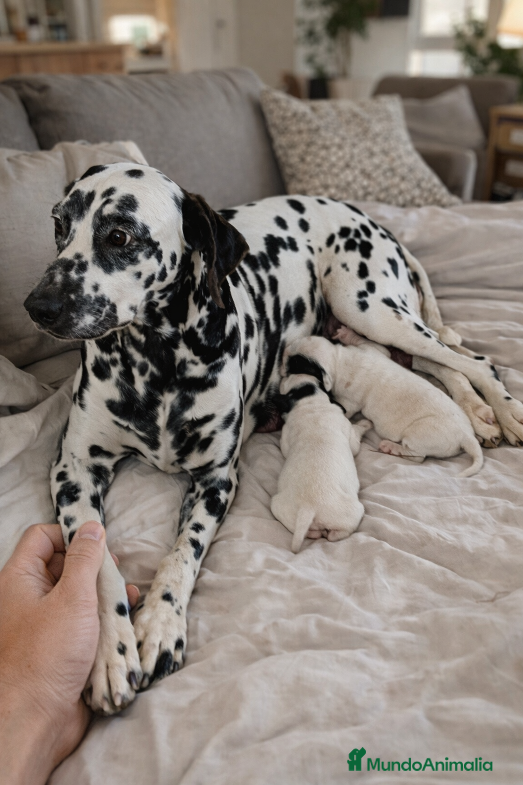 Dálmata perros Machito de dalmata - Anuncio 1