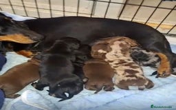 Teckel Miniatura perros en venta: Teckel miniatura - Imagen 1