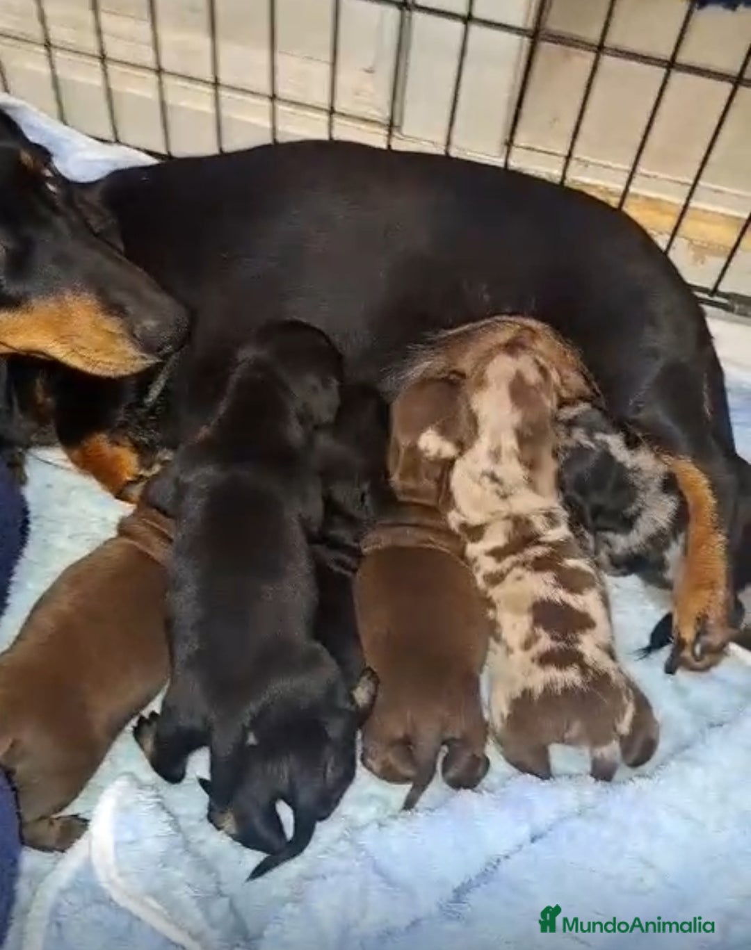 Teckel Miniatura perros en venta: Teckel miniatura - Imagen 1