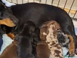 Teckel Miniatura perros - Anuncio 1