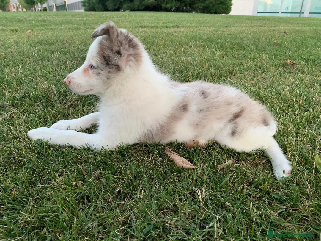 Border Collie perros en venta: Cachorra de border collie línea de belleza  - Anuncio 5
