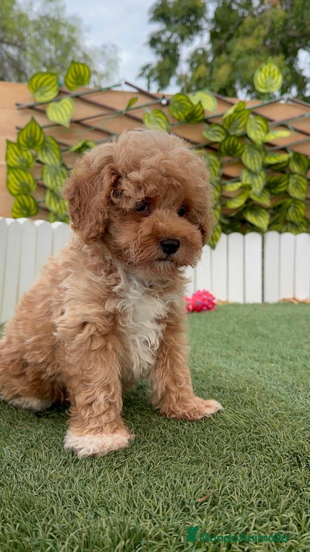 Raza Mixta perros en venta: CANICHE MACHO - Imagen 6