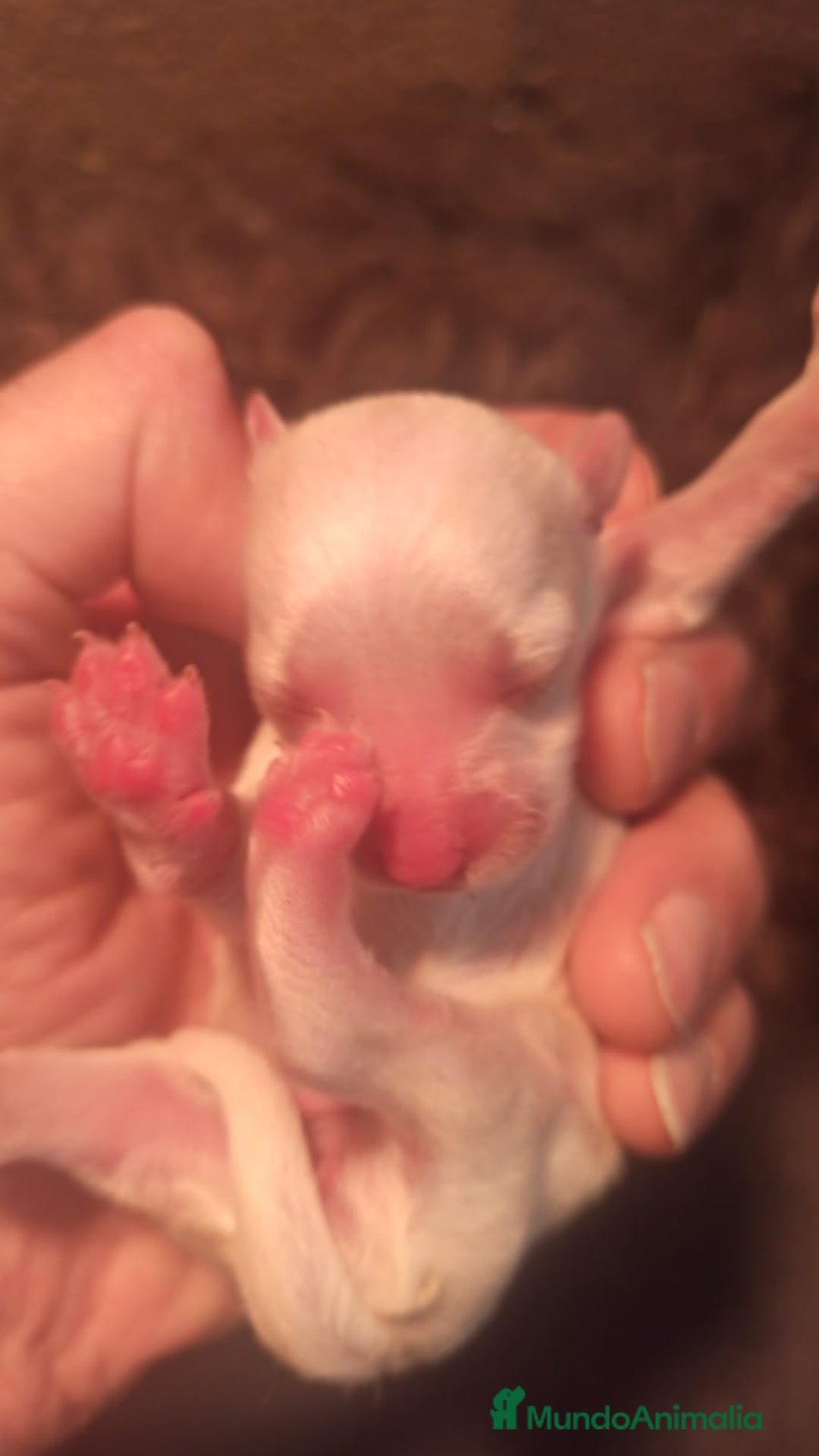 Maltipoo perros en venta: CACHORRAS MALTIPOO - Imagen 3