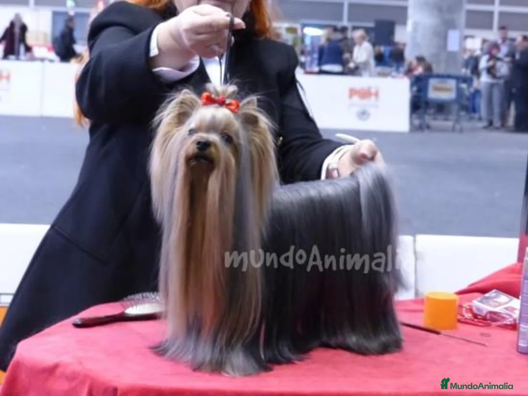 Imagen de galería {{count}}