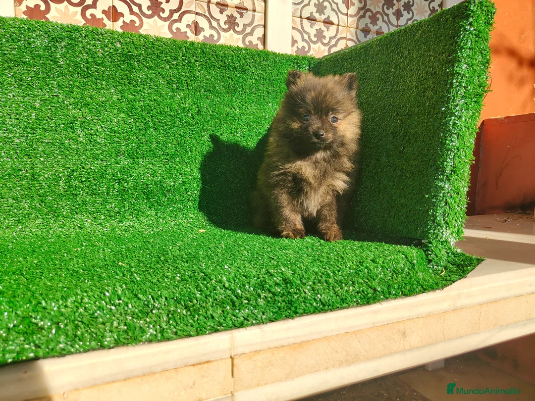 Pomerania perros en venta: Pomerania  - Anuncio 4