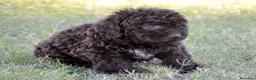 Perro de Agua Español perros en venta: PERRO DE AGUA  - Anuncio 11