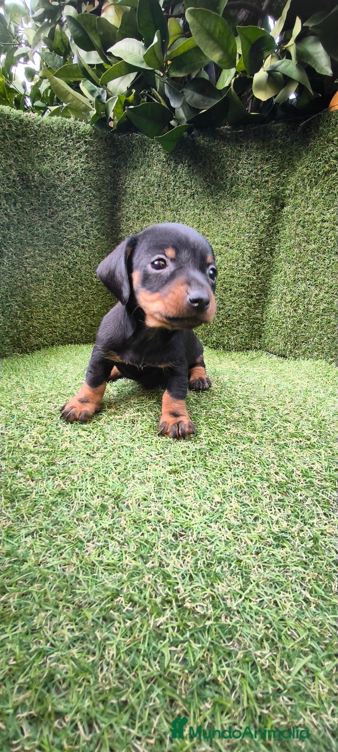 Teckel Miniatura perros en venta: camada teckel arlequín y todos los colores  - Anuncio 35