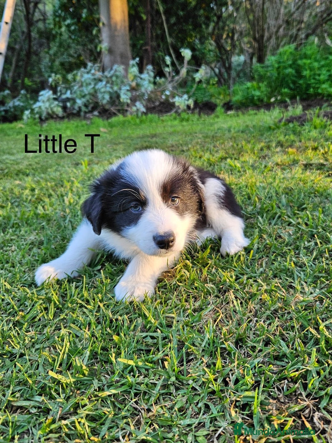 Border Collie perros en venta: Border collie listos para entregar  - Anuncio 4