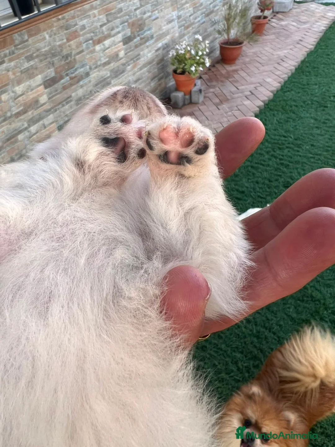 Pomerania perros en venta: Pomerania Toy macho - Anuncio 2