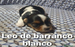 Biewer Yorkshire Terrier a la Pom Pon perros en venta: Biewer con pedigree - Imagen 1