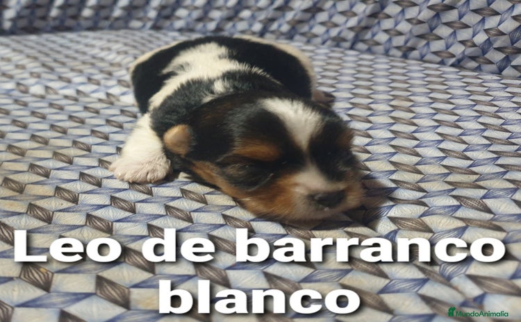 Biewer Yorkshire Terrier a la Pom Pon perros - Anuncio 1