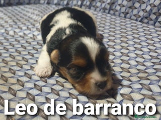 Biewer Yorkshire Terrier a la Pom Pon perros - Anuncio 2