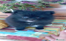 Pomerania perros en venta: Pomerania cachorro - Imagen 3