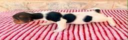 Jack Russell Terrier perros en venta: Jack Russell terrier  - Anuncio 4