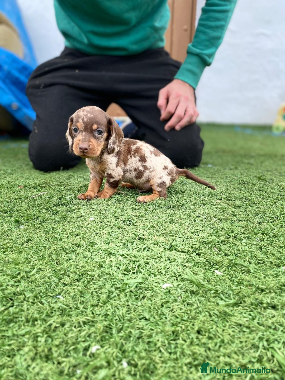 Teckel Miniatura perros en venta: cachorros de teckel miniatura arlequín chocolate  - Anuncio 1