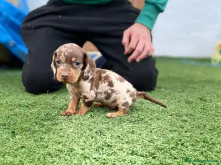 Teckel Miniatura perros cachorros de teckel miniatura arlequín chocolate - Anuncio 40