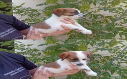 Jack Russell Terrier perros en venta: Jack Rusell lineas de belleza - Anuncio 4