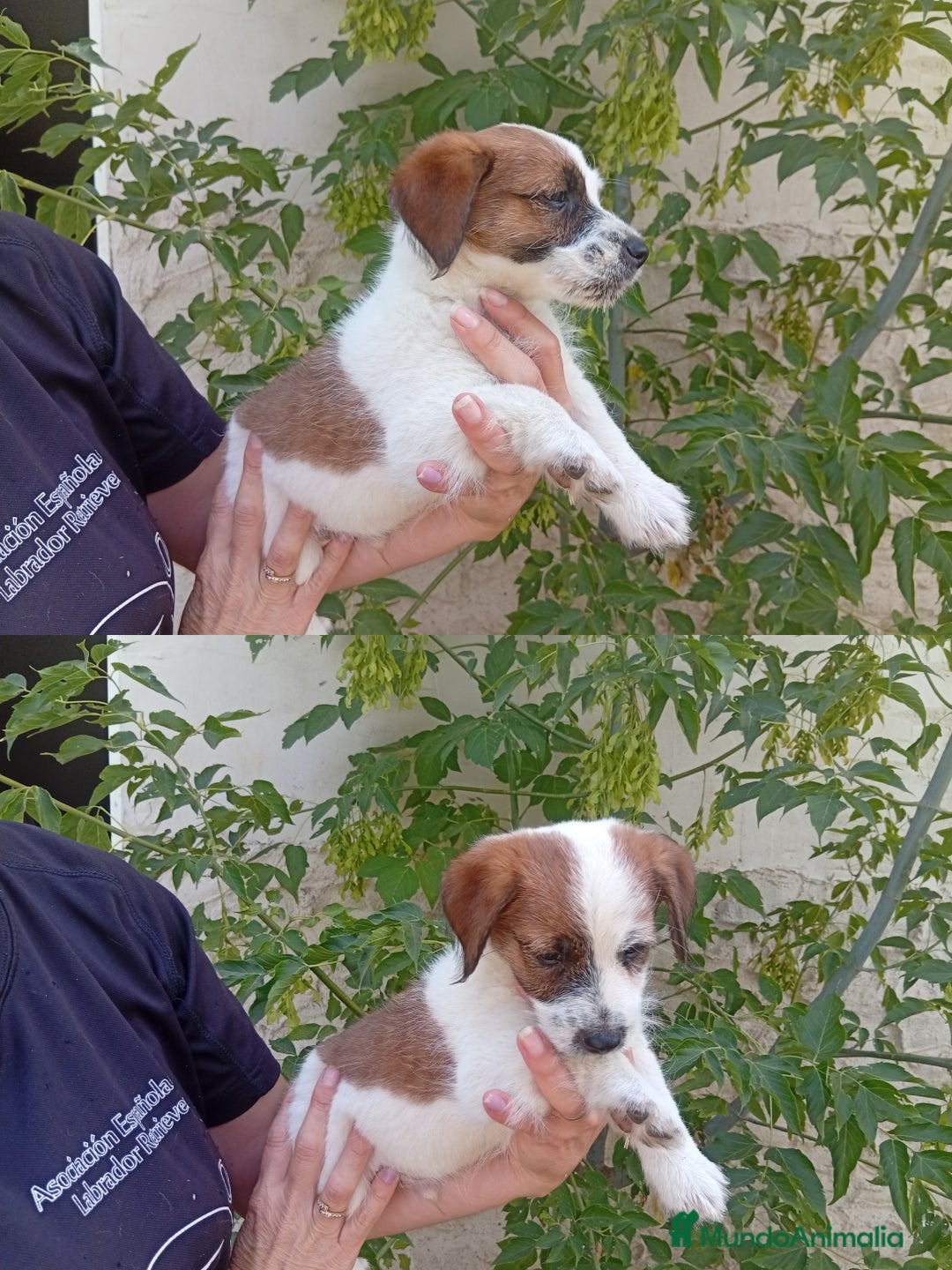 Jack Russell Terrier perros en venta: Jack Rusell lineas de belleza - Anuncio 4