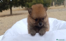 Pomerania perros en venta: CACHORRITOS POMERANIAS - Anuncio 4