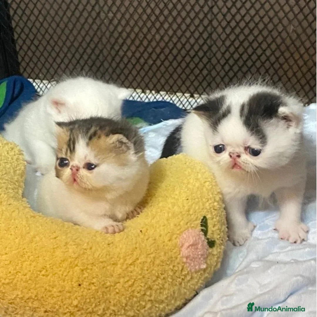 Persa gatos en venta: Persa Exótico  - Anuncio 3